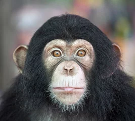 Fototapete Rund Schimpanse lustig. © apple2499