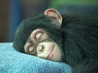 Chimpanzee  cute sleeping.