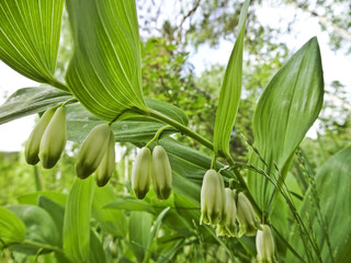 Blooming lilies of the valley in the forest (Polygonatum odoratum)