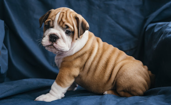 Cute female puppy of the English bulldog breed,selective focus