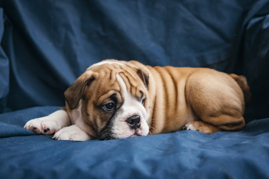 Sweet little english bulldog puppy,selective focus