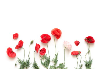 Flowers composition. Border made of beautiful red and white poppies on a white background. Greeting card. Flat lay, top view, copy space. 