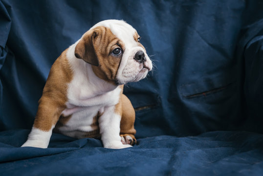 Profile portrait of cute english bulldog puppy,selective focus