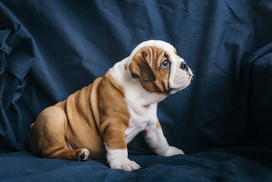 English bulldog puppy posing on the blue background,selective focus