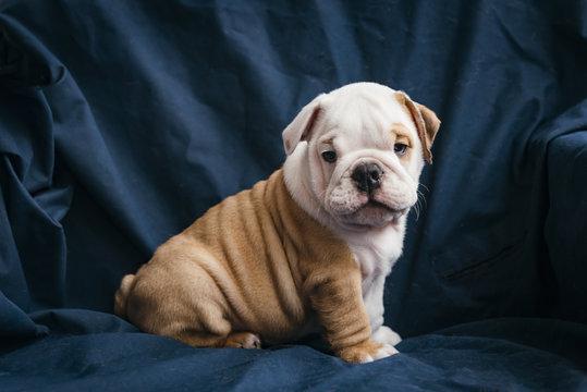 Little male puppy of the english bulldog looking at camera,selective focus