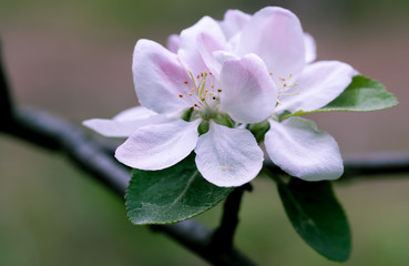 Obraz na płótnie Canvas apple blossom in spring on a clear day