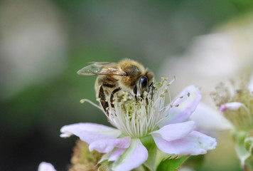 white blackberry flowers close-up