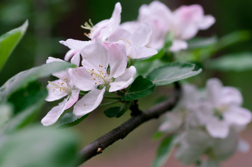 flowering apple tree in spring in a sunny day