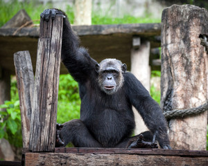Chimpanzee fun