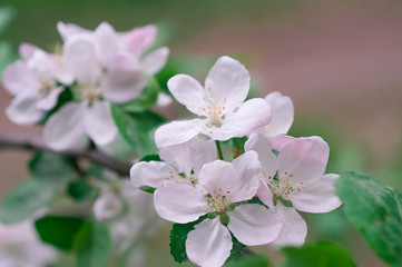 apple blossom in spring on a clear day