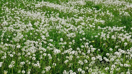 Pusteblumen auf wilder Wiese, Löwenzahn
