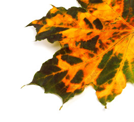 Part of multicolor autumnal maple leaf