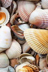 Variety of seashells on beach