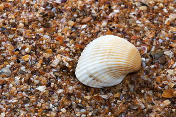 Seashell on wet beach