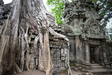 CAMBODIA SIEM REAP ANGKOR TA PROHM TEMPLE