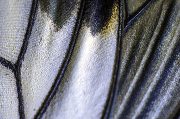 butterfly wings at higher magnification