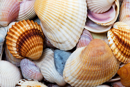 Variety of seashells at sunny summer day