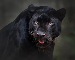 Fototapeten Panther, schwarzer Panther © apple2499