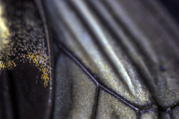 butterfly wings at higher magnification