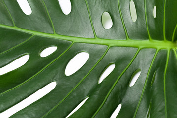 Fototapeta na wymiar Big green leaf of Monstera plant on white background