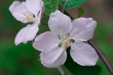 flowering apple tree in spring in a sunny day