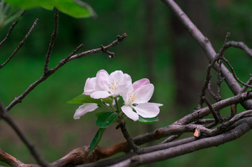 flowering apple tree in spring in a sunny day