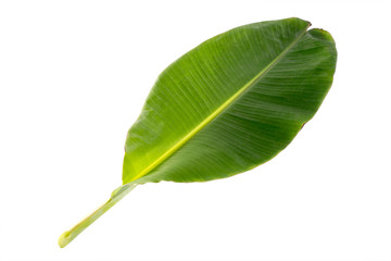 Fototapeta premium The beautiful banana leaf isolated on white background