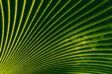 Pattern of green palm leaf