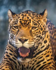 Fototapeta na wymiar Jaguar tiger head.