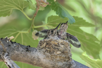 Black-chinned Hummingbirds immatures