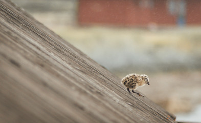 Obraz premium First step