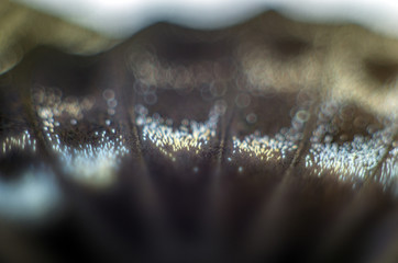butterfly wings at higher magnification