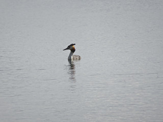 waterfowl chomga in the natural environment (Podiceps cristatus)