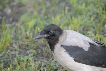 Obraz premium crow