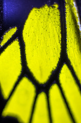butterfly wings at higher magnification