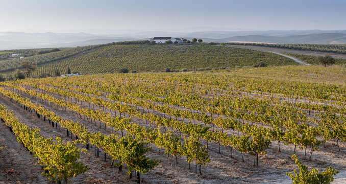 Vi&ntilde;a Pedro Ximenez Moriles