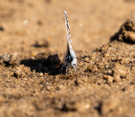 Common Blue Butterfly