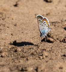 Common Blue Butterfly