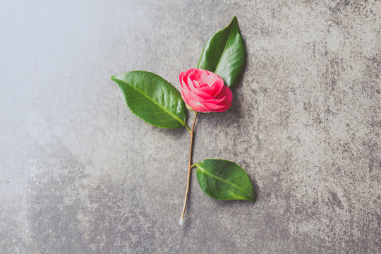 Pink japonese camellia on gray background. Copy space. Flat lay.