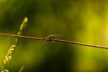 Red Darter Dragonfly