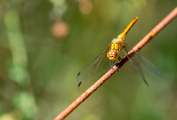 Red Darter Dragonfly