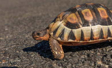 Angulate Tortoise Hermanus