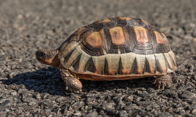 Angulate Tortoise Hermanus
