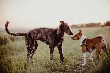 Hunde spielen auf Wiese