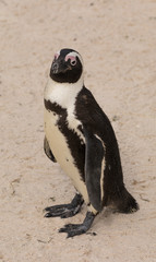 Fototapeta premium African Penguin