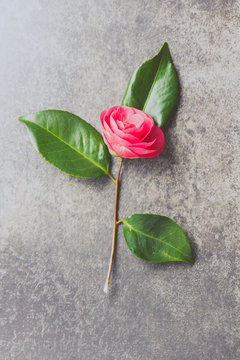 Pink japonese camellia on gray background. Copy space. Flat lay.