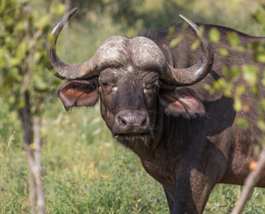Water Buffalo
