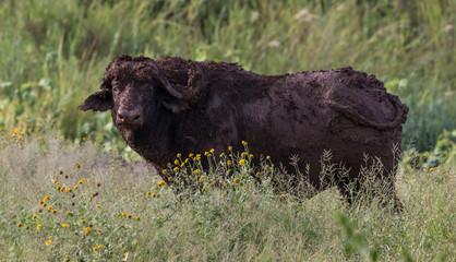 Fototapeta premium Water Buffalo