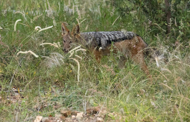 African jackal