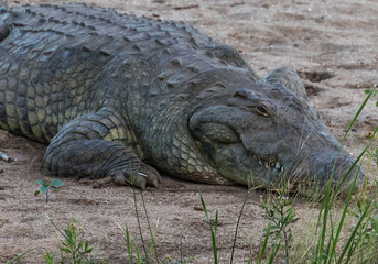 African Crocodile